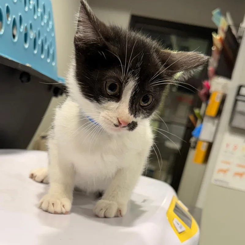 A baby small-sized male Domestic Short Hair cat named Spencer for adoption in Tampa, FL