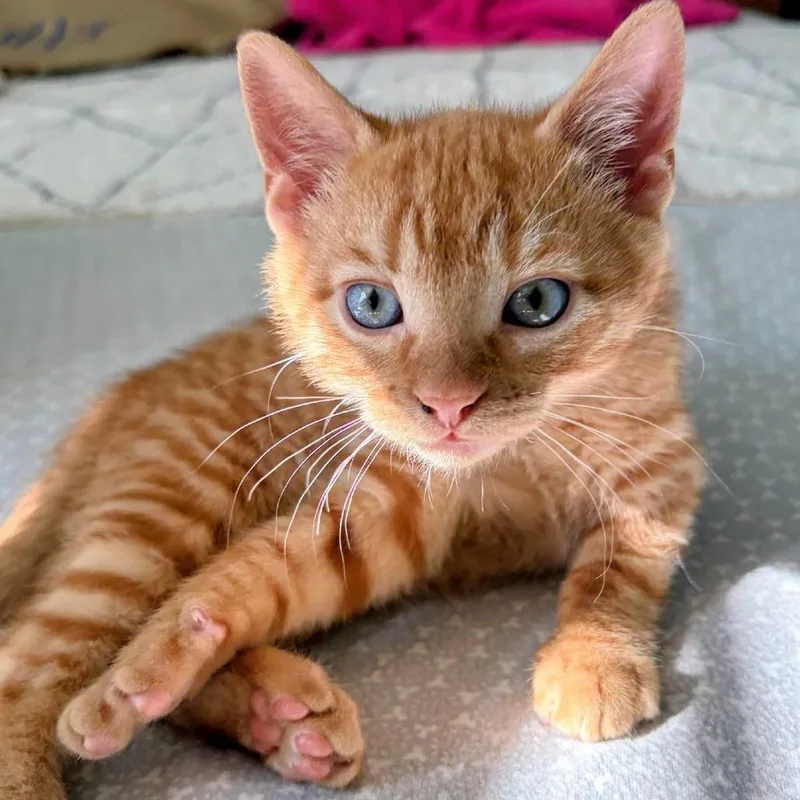 A baby small-sized female Orange / Red Domestic Short Hair cat named Zee for adoption in Delaware, OH