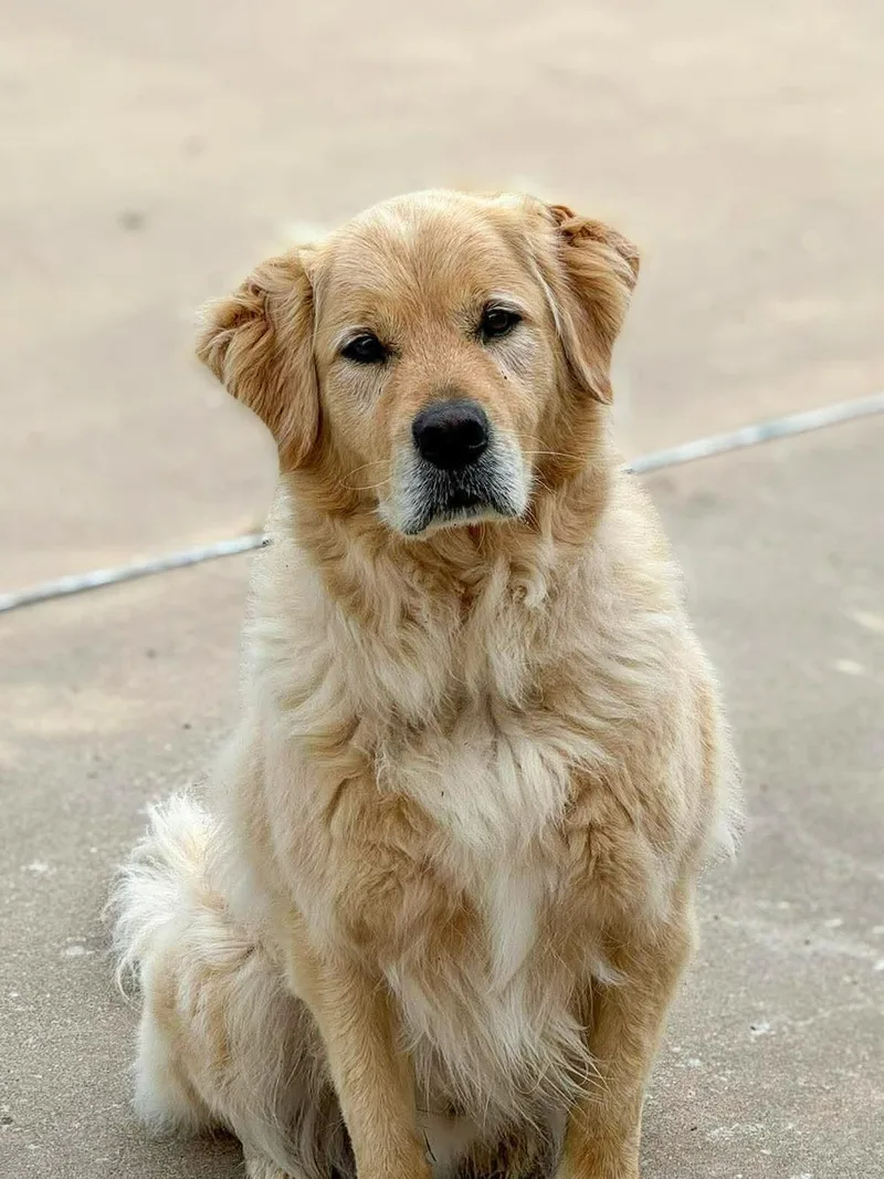 An adult large-sized male Golden Retriever dog named Cody for adoption in Bellingham, WA