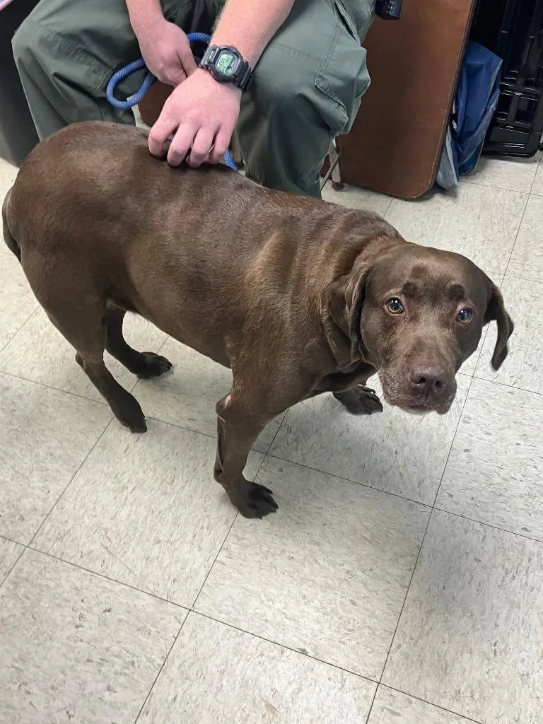 A senior large-sized female Labrador Retriever dog named Sneaker for adoption in Chickamauga , GA