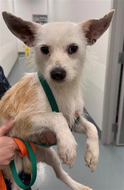 A young small-sized female Chihuahua dog named Strawberry for adoption in Baytown, TX