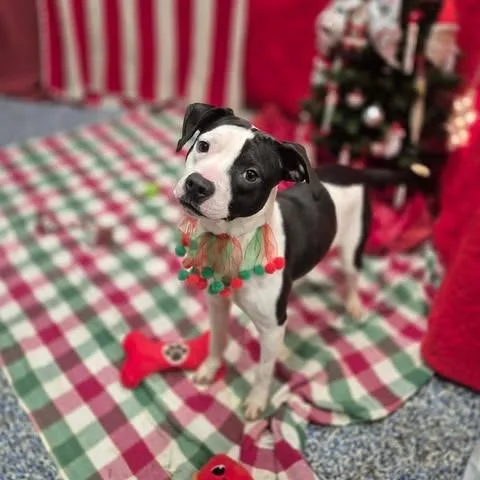 An adult medium-sized female Black Basset Hound dog named Raisin for adoption in Dover, AR