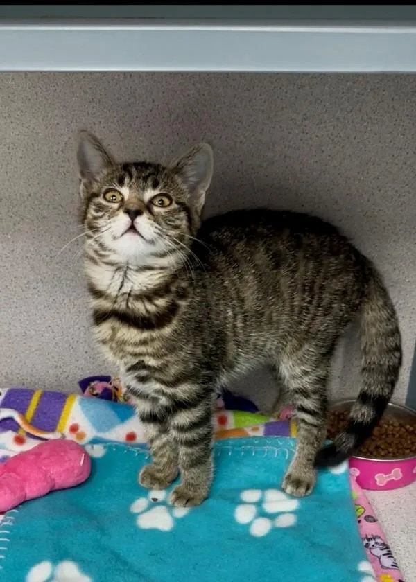 A baby small-sized female Domestic Short Hair cat named Portland for adoption in Skillman, NJ