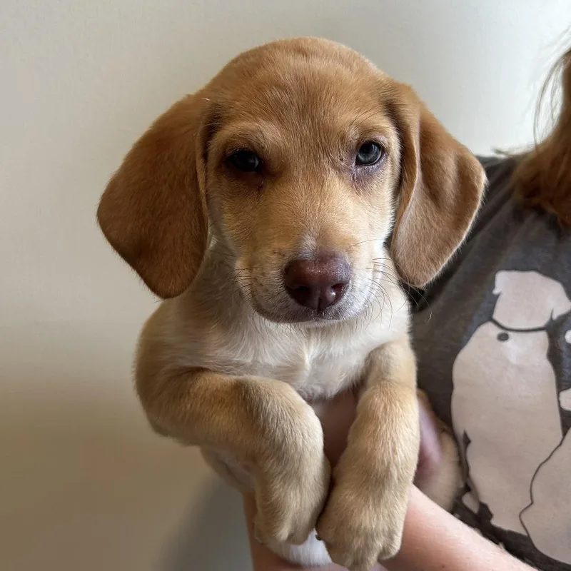 A young small-sized female Brown / Chocolate Mixed Breed dog named Kenya Fka Peanut for adoption in Chesapeake, VA