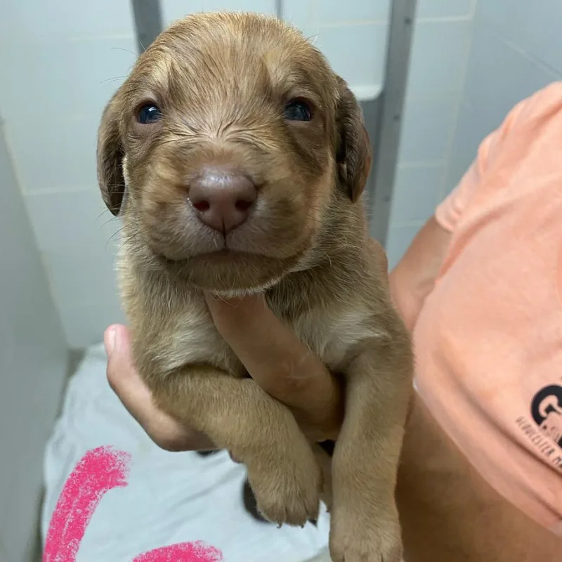 Kenya Fka Peanut thumbnail 2