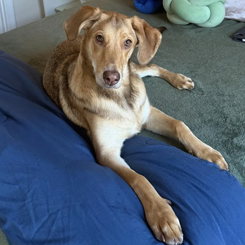 Kenya Fka Peanut thumbnail 3