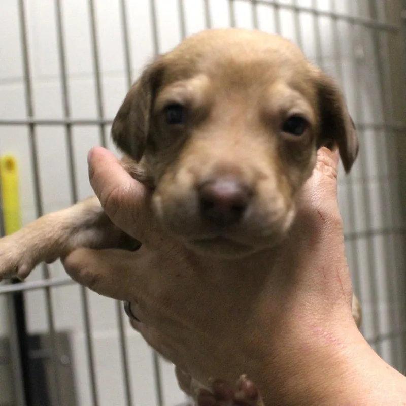 Kenya Fka Peanut thumbnail 4