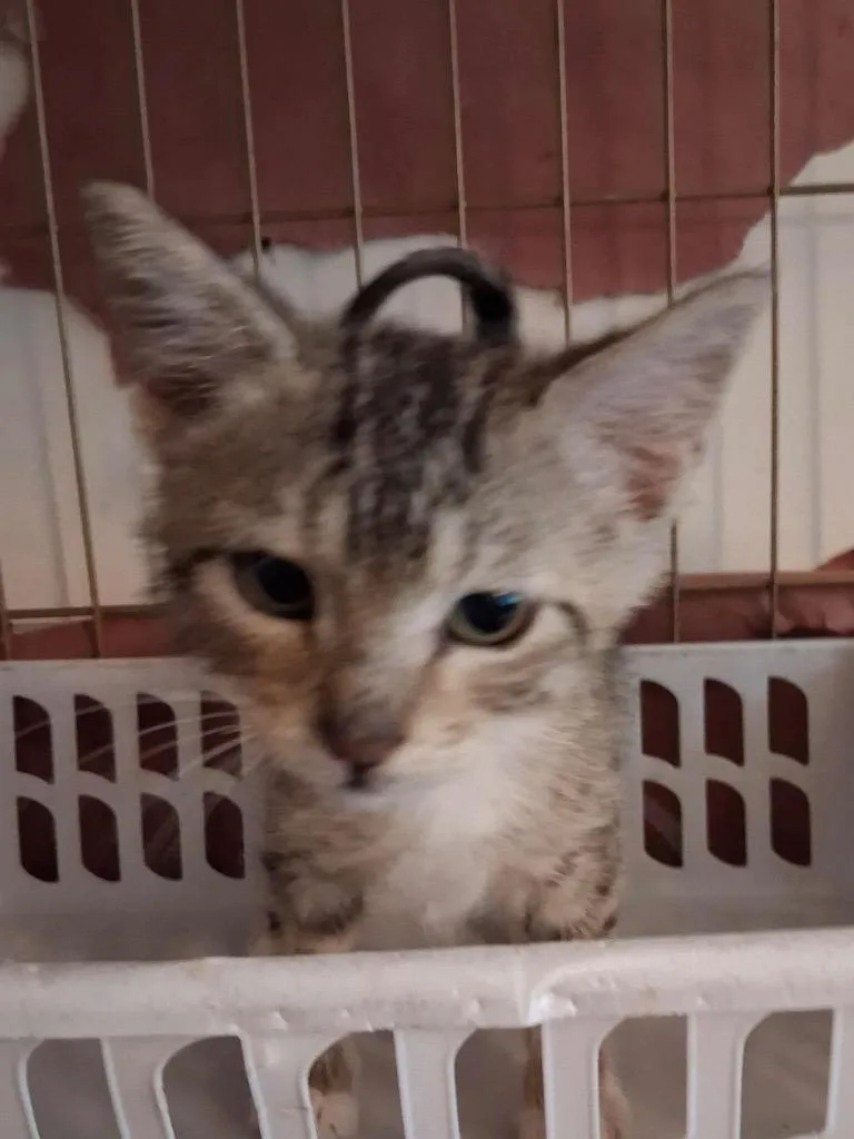 A baby small-sized male Domestic Short Hair cat named Rex for adoption in Ogden, UT