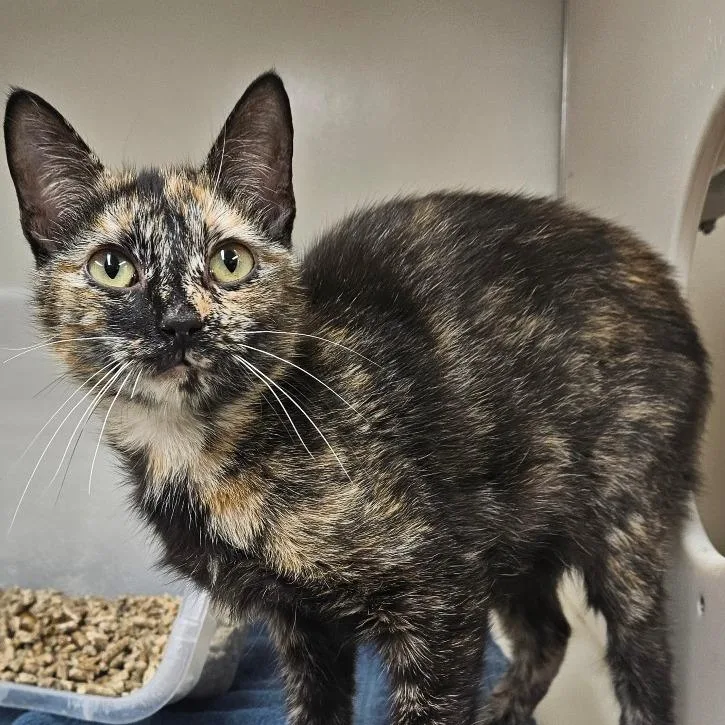 A young medium-sized female Torbie Domestic Short Hair cat named Mariah for adoption in Ridgely, MD