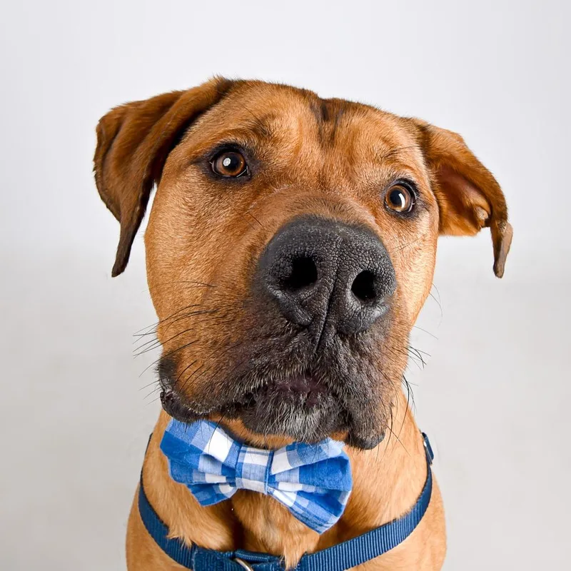 Scooby Doo