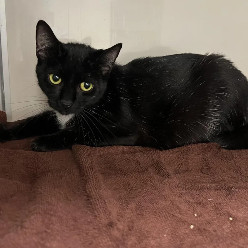 An adult medium-sized female Black Domestic Short Hair cat named Desiree for adoption in Fairport, NY