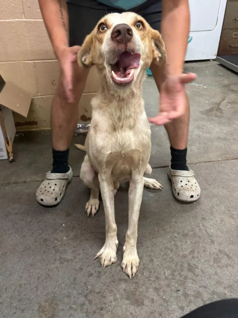 A young medium-sized male Hound dog named Prince for adoption in Swainsboro, GA