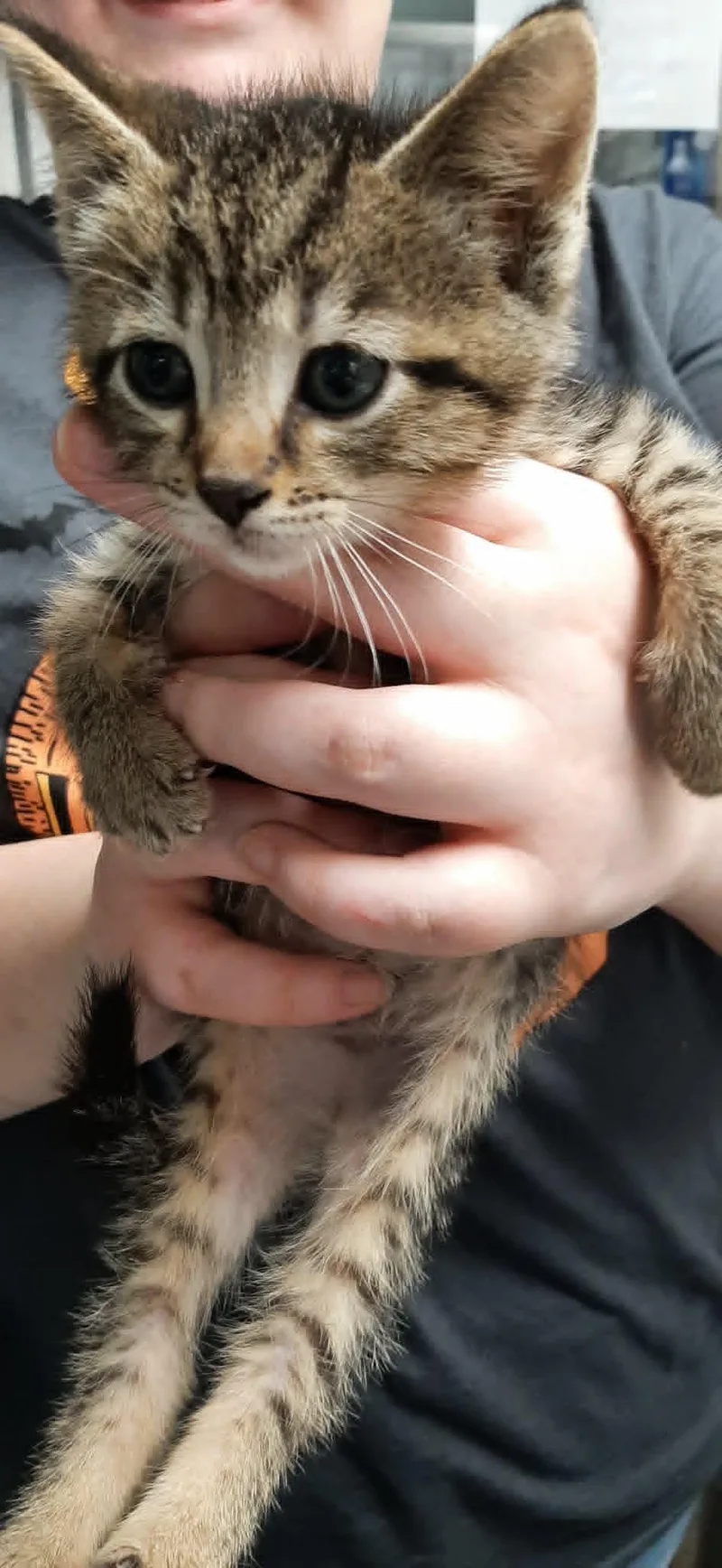 A baby medium-sized male Tabby (Gray / Blue / Silver) Domestic Short Hair cat named Prince Eric for adoption in Georgetown, OH