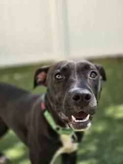 A young medium-sized female Mixed Breed dog named Kenya for adoption in Savannah, GA
