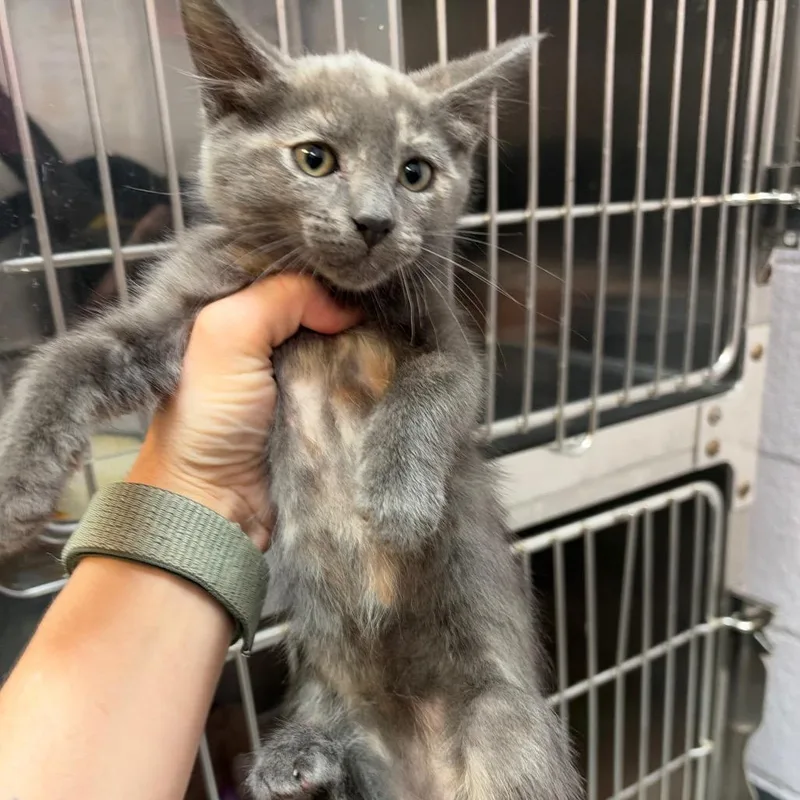A baby small-sized female Gray / Blue / Silver Domestic Short Hair cat named Dusty for adoption in Port Charlotte, FL