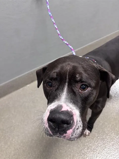 An adult large-sized male Pit Bull Terrier dog named Kane for adoption in Las Vegas, NV