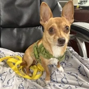 An adult small-sized male Chihuahua dog named Indigo for adoption in Worcester, MA