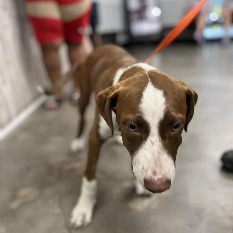 A baby medium-sized male Brown / Chocolate Coonhound dog named Tobias for adoption in Tampa, FL