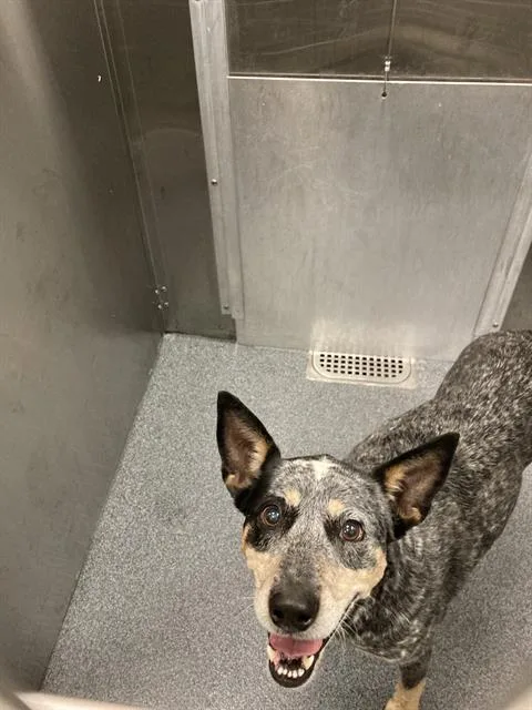 An adult medium-sized female Mixed Breed dog named Puddles for adoption in Dallas, TX