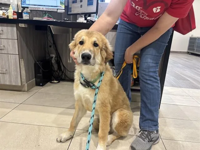 A baby small-sized male Great Pyrenees dog named Ziggy for adoption in Garland, TX