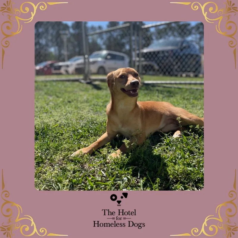 An adult medium-sized female Golden Hound dog named May for adoption in Cumberland, RI