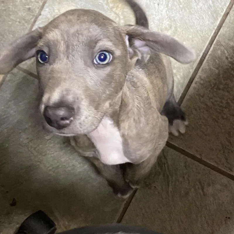 A baby small-sized female Gray / Blue / Silver Mixed Breed dog named Tenryu for adoption in Melrose, FL