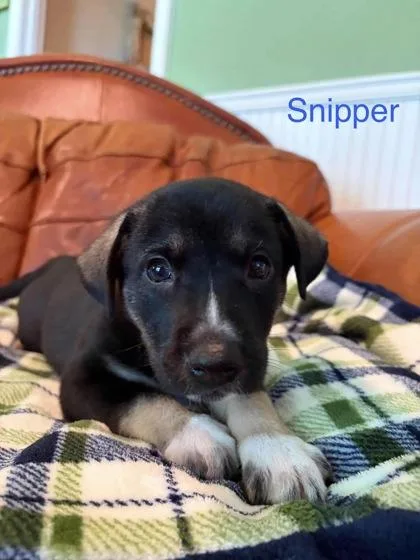 Snipper