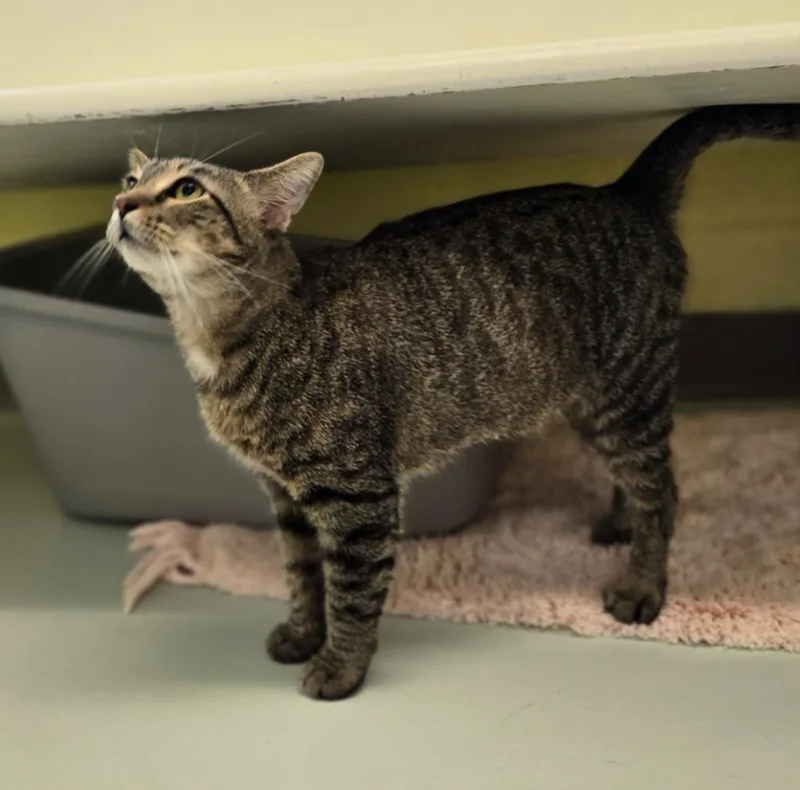 An adult small-sized female Domestic Short Hair cat named Charlie for adoption in Blountville, TN
