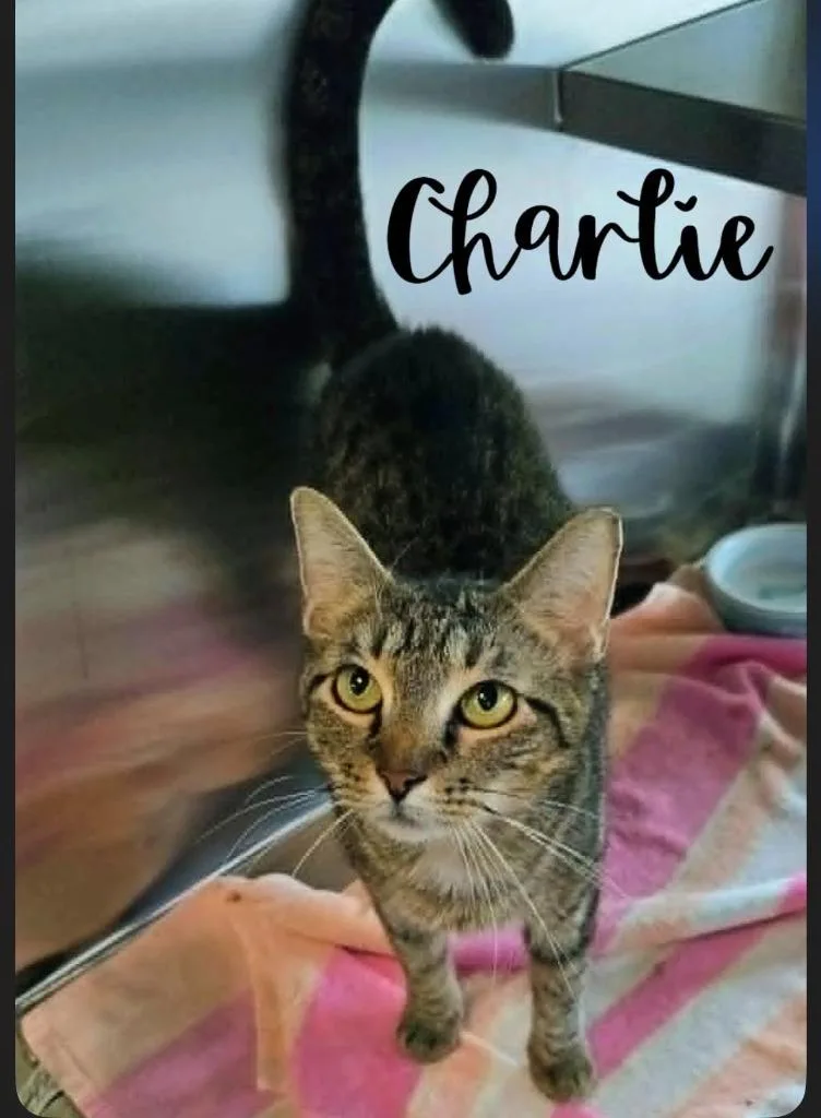 Charlie thumbnail 2