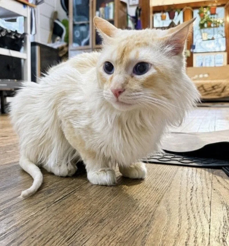 An adult medium-sized male Buff / Tan / Fawn Domestic Short Hair cat named Sparrow for adoption in Rochester, NY