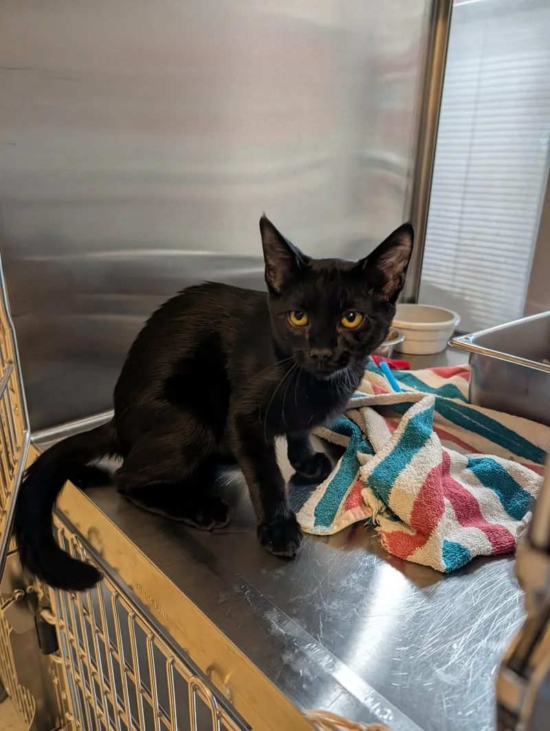 A baby medium-sized male Black Domestic Short Hair cat named Riesling for adoption in Chambersburg, PA