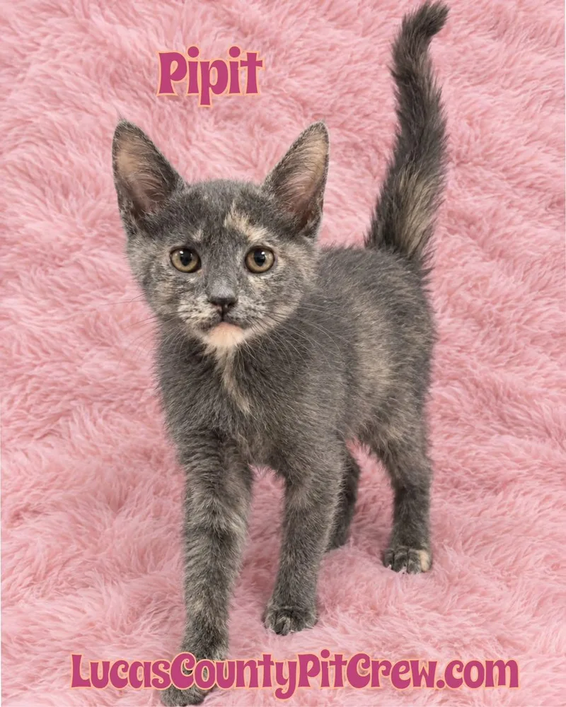 A baby medium-sized female Domestic Short Hair cat named Pipit for adoption in Toledo, OH