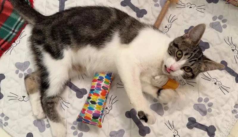 A baby medium-sized female Domestic Short Hair cat named Phoebe for adoption in Island Lake, IL