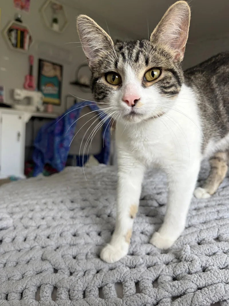 Phoebe thumbnail 2