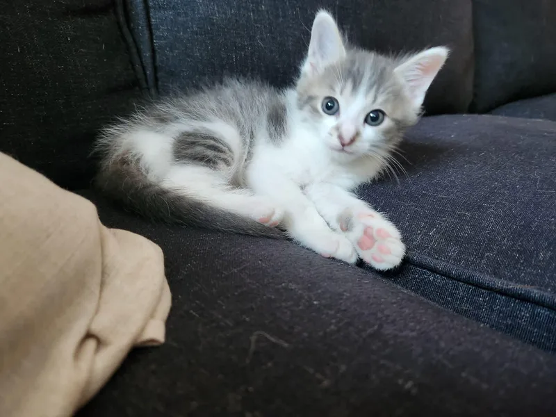 A baby medium-sized male Tabby (Gray / Blue / Silver) Domestic Short Hair cat named Ravioli for adoption in Muncie, IN