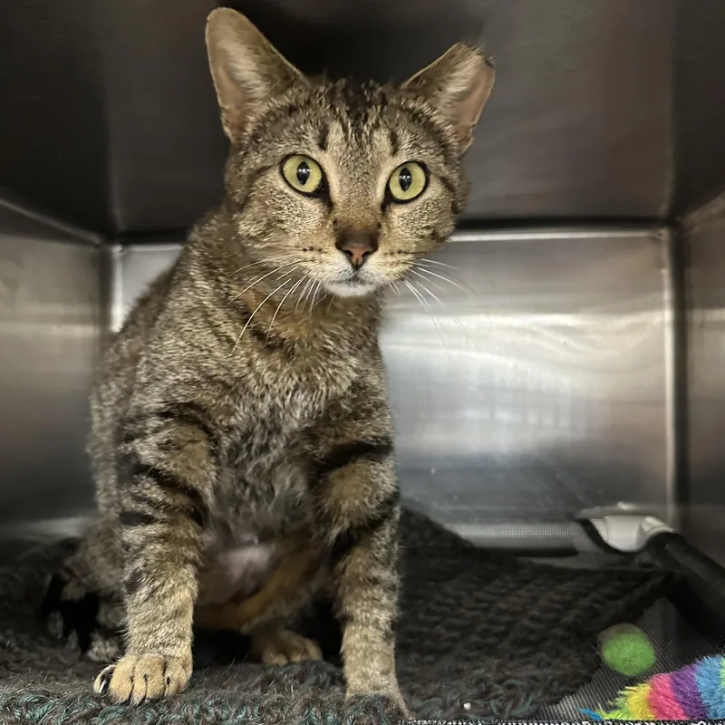 An adult medium-sized male Tabby (Buff / Tan / Fawn) Domestic Short Hair cat named Lola for adoption in Royal Oak, MI