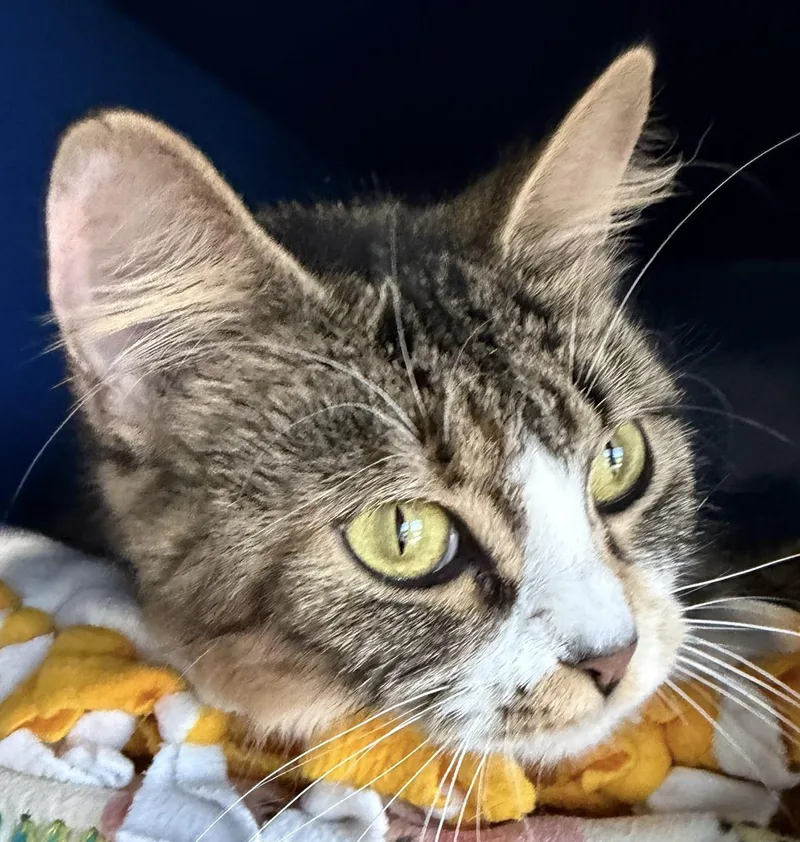 A young medium-sized female Domestic Medium Hair cat named Cindy for adoption in Sault Sainte Marie, MI