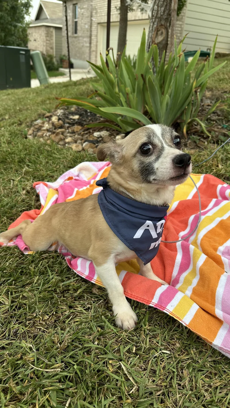 An adult small-sized male Terrier dog named Jax for adoption in Live Oak, TX
