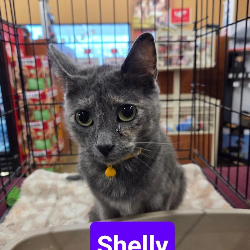 A young medium-sized female Tortoiseshell Domestic Short Hair cat named Shelly for adoption in Hamburg, NY