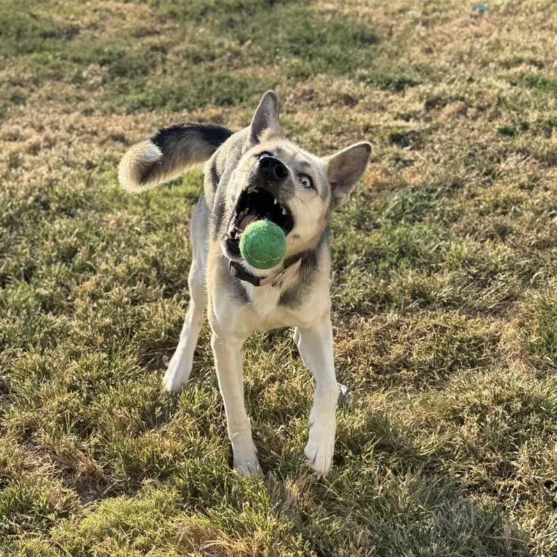 An adult medium-sized female Husky dog named Skye for adoption