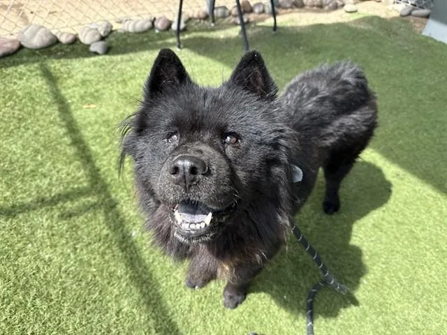 An adult large-sized female Chow Chow dog named Kat for adoption in Phoenix, AZ