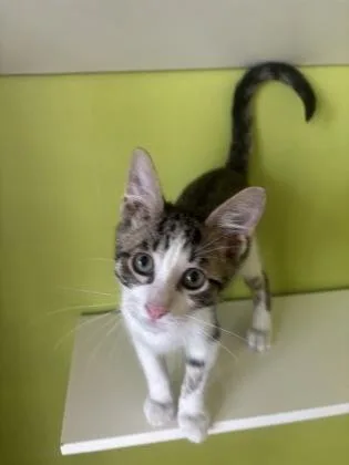 A baby small-sized male Domestic Medium Hair cat named King for adoption in New Orleans, LA
