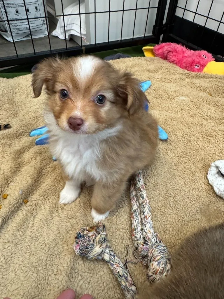 A baby small-sized female Chihuahua dog named Ballad for adoption in Phoenix, AZ
