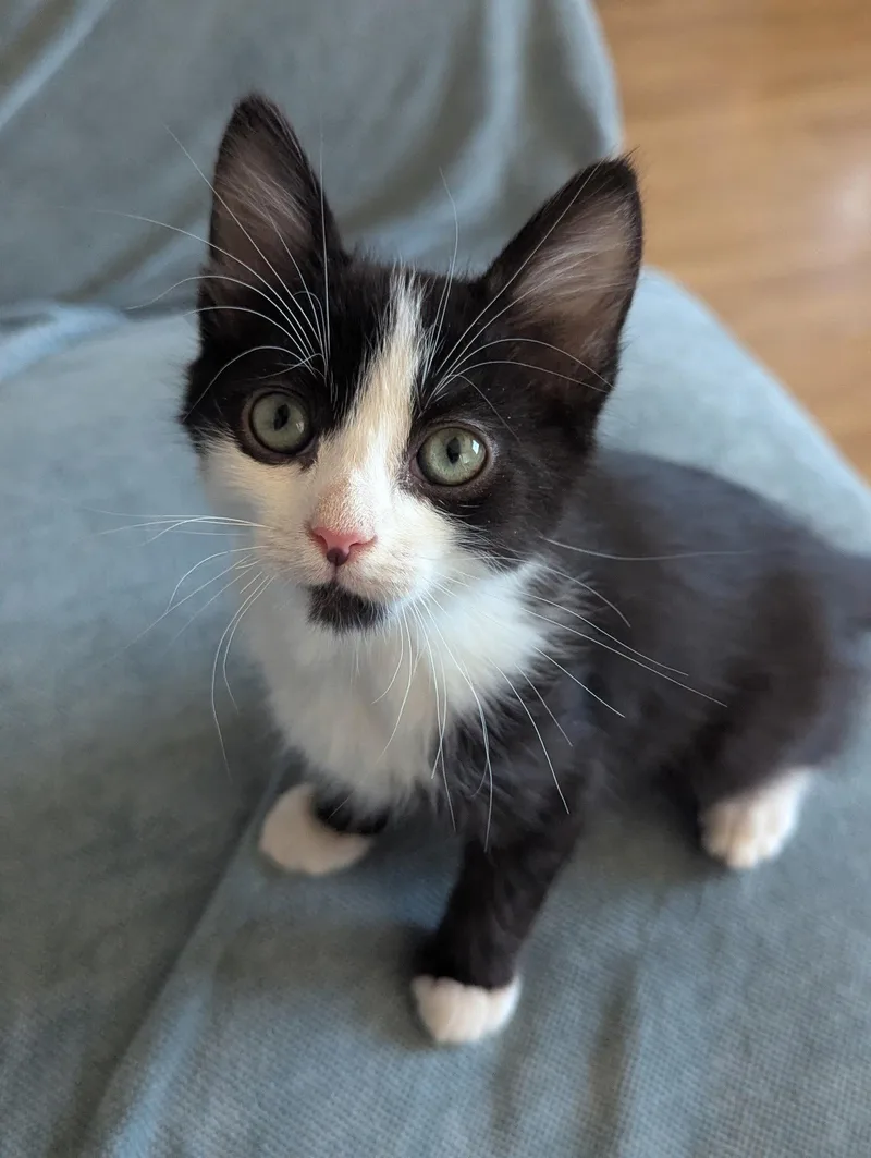 A baby small-sized male Black & White / Tuxedo Domestic Medium Hair cat named Kermit for adoption in El Centro, CA