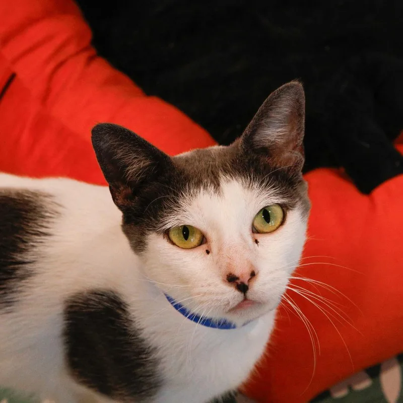 An adult large-sized male White Domestic Short Hair cat named Carter for adoption in Tampa, FL