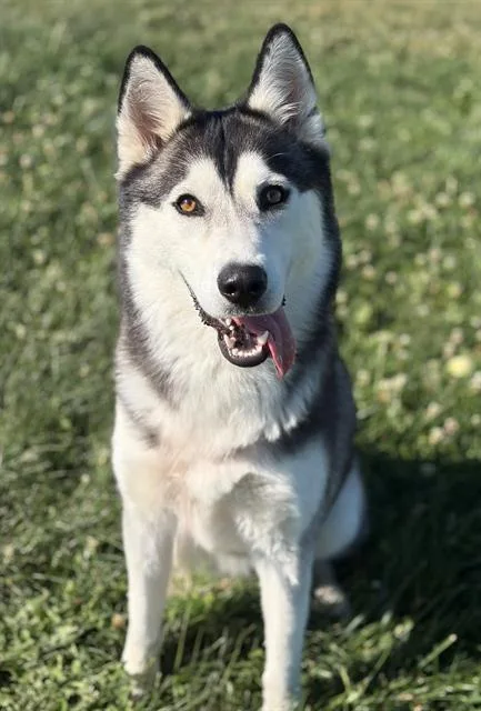 A young large-sized female Husky dog named Luna for adoption in Fairfield, CA