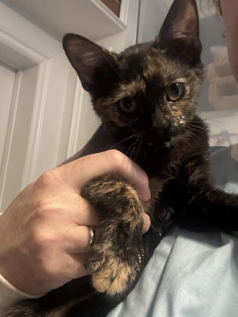 A baby medium-sized female Tortoiseshell cat named Brandy for adoption in Seal Beach, CA