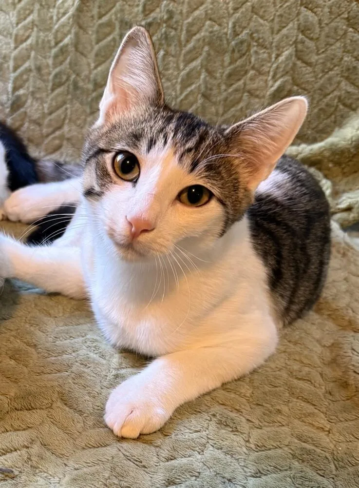 A baby small-sized male Black & White / Tuxedo Domestic Short Hair cat named Brodie for adoption in Duxbury, MA