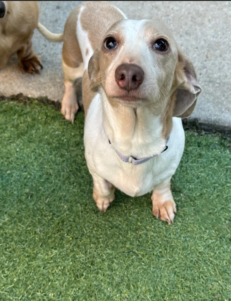 An adult small-sized female Apricot / Beige Dachshund dog named Dalia for adoption in New York, NY