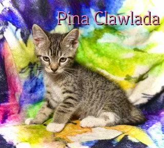 A baby medium-sized female Tabby cat named Pina Clawlada for adoption in Pleasanton, TX